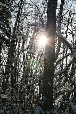 Sun through trees